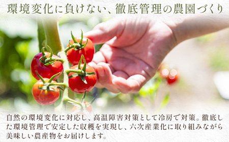 トマト 華こまち フルーツトマト 200g×4パック《11月上旬-6月上旬頃出荷予定》 