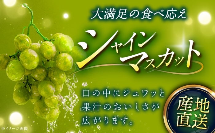 フルーツ 果物 ぶどう セット 食べ比べ 家庭用 訳あり