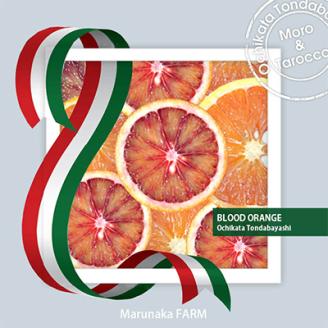 先行受付　ブラッドオレンジ 「モロ」「タロッコ」詰め合わせ約3kg