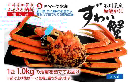 【11月10日～12月15日発送】【先行予約】【冷蔵発送】石川県産 加能かに ズワイガニ ( 産地証明タグ付 ) 茹で上げ前重量 約1.0kg 1匹 特大サイズ F6P-2759 クラウドファンディング 実施中 GCF