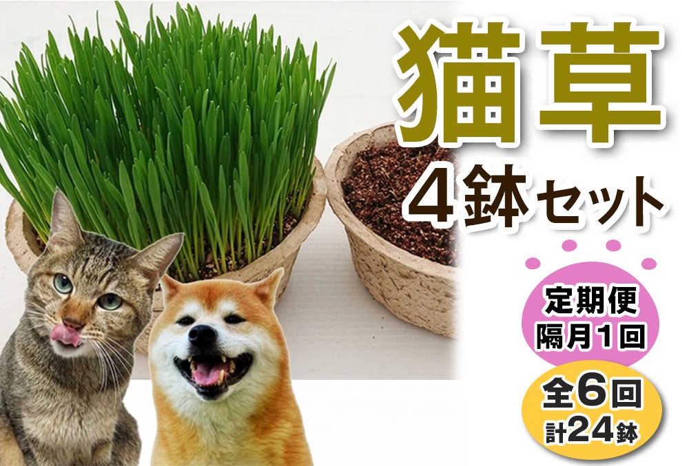 
                  [定期便／隔月1回 全6回] 猫草 栽培セット 4鉢×6回 (計24鉢)｜猫草 定期便 4鉢 猫草 2ヶ月ごと 定期  定期配送 6回 多頭飼い 定期 猫草 まとめてお届け [1204]
                