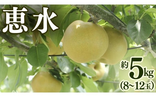 恵水 約 5kg （8～12玉） 2026年産 先行予約 梨 果物 フルーツ なし ナシ 恵水梨 くだもの デザート 茨城 [BQ021sa]
