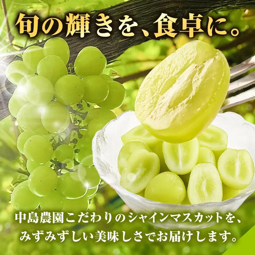 シャインマスカット 1房 特大 700g 以上 【配送不可地域あり】(沖縄・離島)