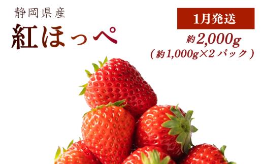 【1月発送】 紅ほっぺ 2000g以上 いちご 1000g×2パック イチゴ 冷蔵発送 苺 2kg 土耕栽培 フルーツ 果物 スイーツ デザート朝摘み ストロベリー おやつ 完熟 直送 ギフト 家庭用 贈答用 贈答 ギフト 贈り物 甘い ブランド ジャム アレンジ フルーツサンド 農家直送 ベリー 産地直送 国産 おすすめ 森木農園 静岡県 牧之原市 ~土耕栽培だから濃くて甘い!~