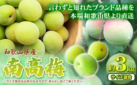 和歌山県産南高梅 約3kg (サイズ混合) 厳選館《6月上旬-7月上旬頃出荷》和歌山県 日高町 うめ ウメ 梅 南高梅 和歌山県産 紀美野町【配送不可地域あり】