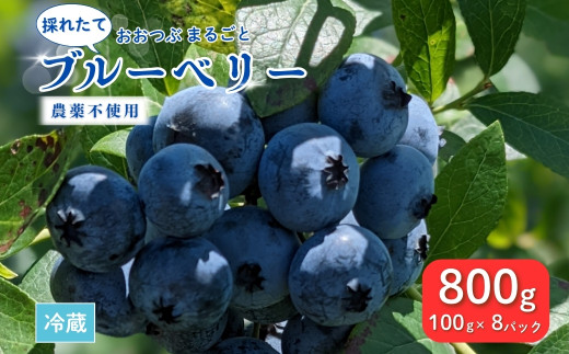採れたて ブルーベリー 800g (100g×8パック) 農薬不使用 大粒 とれたて 生【121237-002-02】