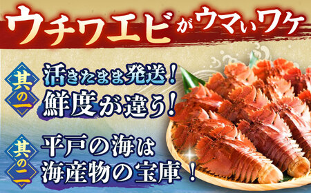 ウチワエビ 半身 約500g(5-8切)【ひばり】[KAA062]/ 長崎 平戸 魚介類 海老 エビ ウチワエビ 季節限定 ご当地 グルメ