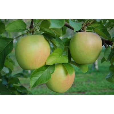 JA青森　青森県産りんご「ぐんま名月」約5kg【配送不可地域：離島】