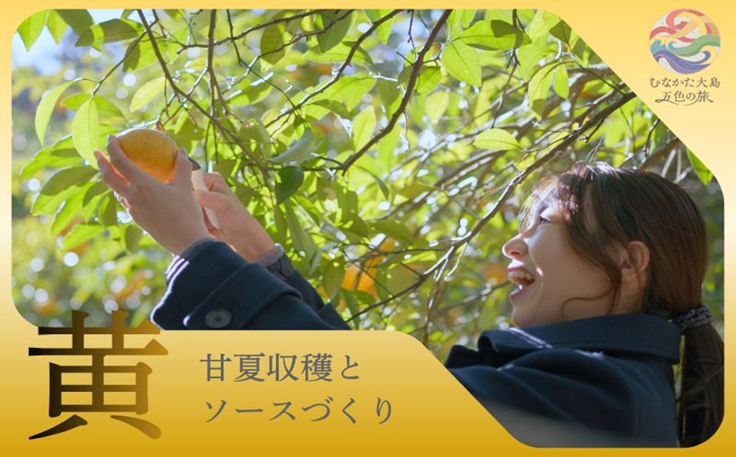 むなかた大島五色の旅「黄」甘夏収穫と甘夏ソース作り（4名様）～テーマは【実り】～【DMOむなかた】_HA2106 宗像大島 体験 チケット 甘夏 福岡県宗像市 宗像市 福岡 宗像