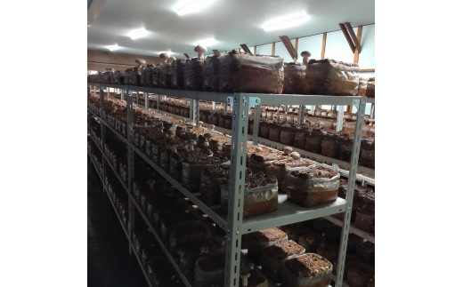 大きさいろいろ 肉厚プリプリ生椎茸１kg[1130] しいたけ シイタケ