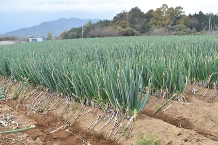 原田さんちのこだわり長ネギ　約　5ｋｇ　【長ネギ　ねぎ　ネギ　料理　野菜　やさい　新鮮　人気　山梨県　山梨　甲斐市　甲斐　農家直送　産地直送】　AD-307