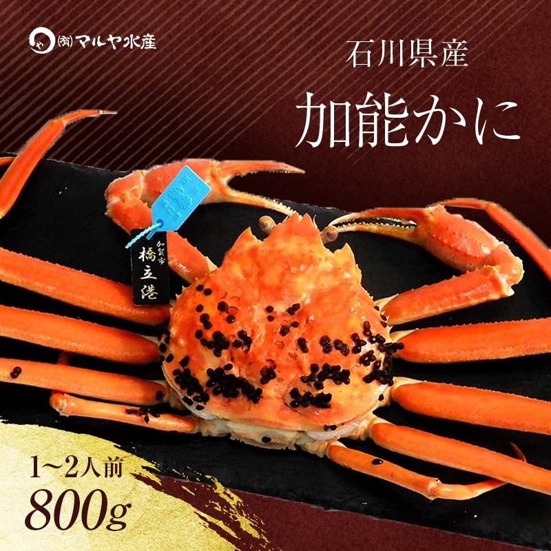 【ふるさと納税】＼時期が選べる／【冷蔵発送】石川県産 加能かに ズワイガニ ( 産地証明タグ付 ) 茹で上げ前重量 約800g 1匹 特大サイズ ブランド蟹 ボイル 茹で 蟹 かに グルメ 海産物 贈り物 復興 震災 コロナ 能登半島地震復興支援 北陸新幹線 F6P-0681