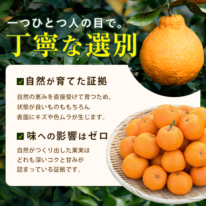 【2026年 発送】かいもん不知火 約5kg(迫田果樹園/IB064-006) しらぬい 柑橘類 不知火 みかん フルーツ 柑橘 旬 春 果物 指宿 いぶすき 鹿児島