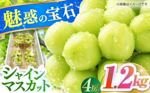 【先行予約】＜2025年7月～8月発送＞糖度18度以上！長崎県産シャインマスカット 1.2kg 種無し 長崎県/長崎果匠 [42AABK011] ぶどう マスカット 種なし 高糖度 しゃいんますかっと フルーツ 甘い 季節限定 果実 しゃいんますかっと 産地直送 フルーツ 葡萄 新鮮