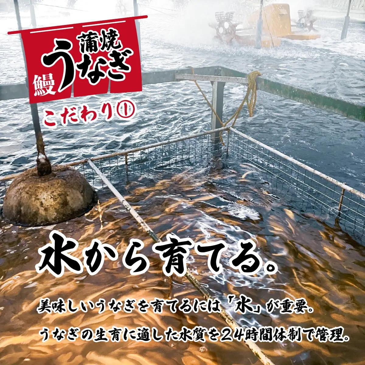 うなぎ 国産 特上 ウなぎ 蒲焼き 2尾 570g ウナギ 