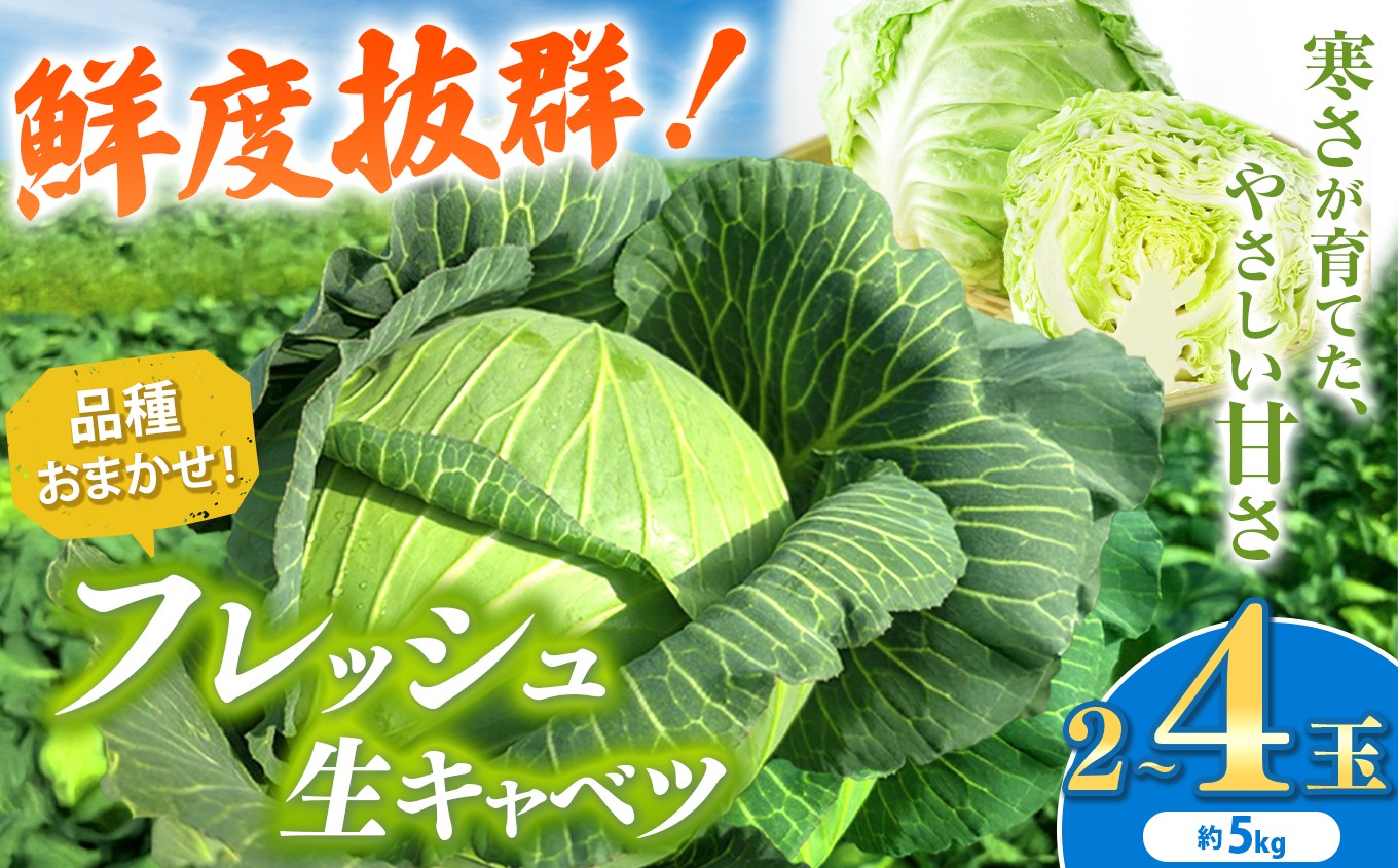 
            【 先行予約 】 キャベツ 約4～5kg 鮮度抜群！ 農業家が手がける旨味な きゃべつ 2～4玉 | うの福商店 うのふく とろける きゃべつ 味自慢 フレッシュ 新鮮 ロールキャベツ 存在感 回鍋肉 煮込み料理 千葉県 君津 きみつ
          