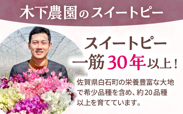 【R7年度12月以降発送】【生産農家直送！】スイートピー 花束 50本（ピンク）【木下農園】生花 [IBW002]