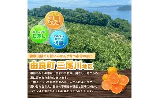 温州みかん 10kg 2S～2Lサイズ混合 12月発送 /  温州 みかん 和歌山 由良  甘い フルーツ 人気 正月 農家直送 ※2026年12月上旬頃～12月下旬頃に順次発送予定【nktn004-