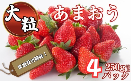 【2027年 令和9年2月～3月先行予約】 大粒 福岡県産 あまおう 250g 以上 × 4パック ブランド いちご ~ 産地 苺 アイス 甘い ランキング おすすめ 博多 ギフト 業務用 特徴 旬 時期 赤い 丸い 大きい うまい 由来 2L 3L 4L グランデ かき氷 ストロベリー 季節 ケーキ 高級 大粒 酸味 甘酸っぱい 糖度 等級 人気 農家 農園 有名 予約 ~