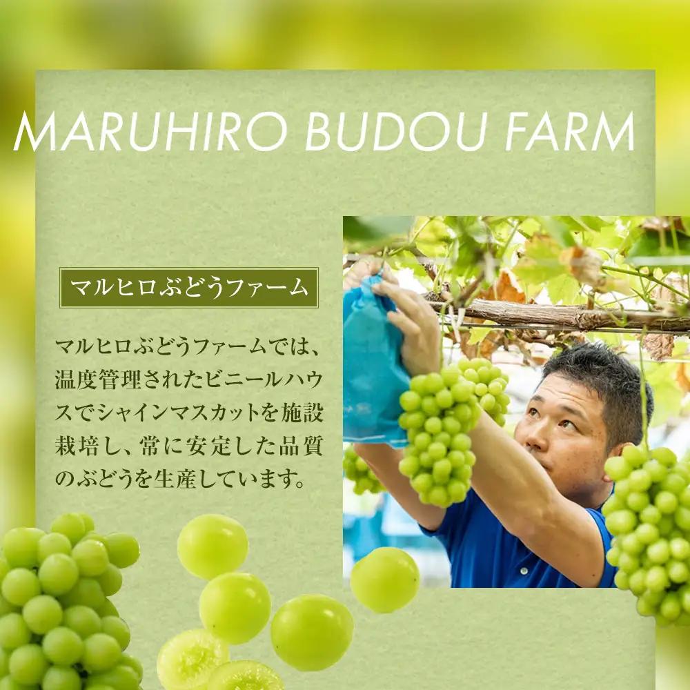 シャインマスカット 訳あり 先行予約 家庭用 鳥取砂丘地産 1.4kg（350g×4パック）｜シャインマスカット