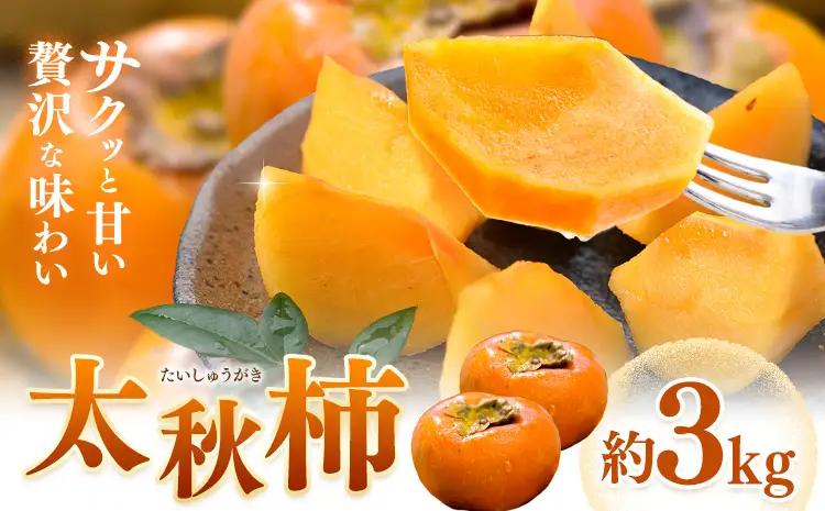 【先行予約】柿 太秋柿 たいしゅうがき 約3kg 日本フルーツ株式会社《2026年9月上旬-10月下旬頃出荷》熊本県 菊池市 秋の味覚 果物 くだもの フルーツ デザート
