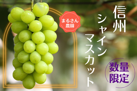 【数量限定】まるさん農園のシャインマスカット　約１ｋｇ　合計２房［MR-101］