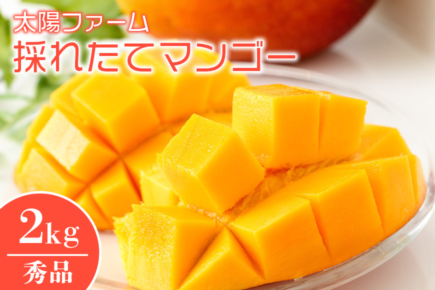 【2026年発送】太陽ファームの採れたてマンゴー2kg（秀品） 120-5