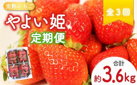 いちご 全3回定期便 やよい姫 約1.2kg いちご
