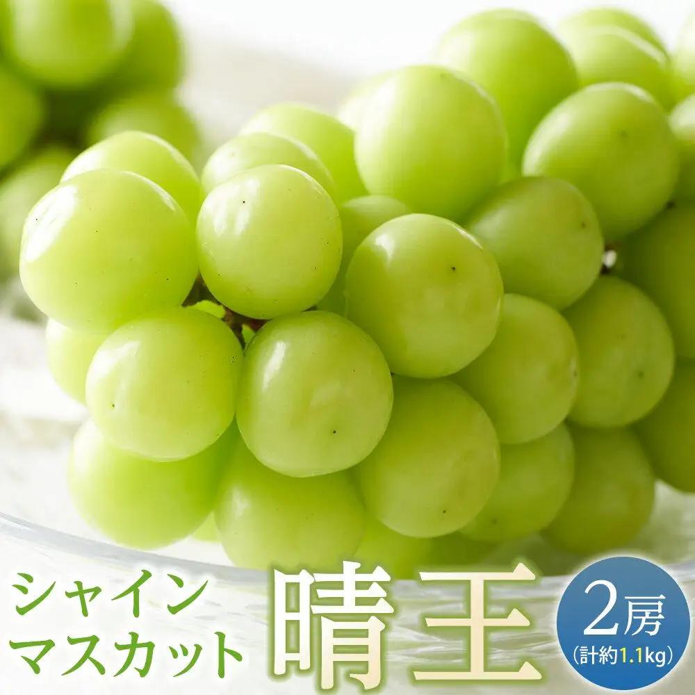 ぶどう 2026年  シャインマスカット 晴王 2房（合計約1.1kg） 葡萄  岡山県産 フルーツ 果物 ギフト | シャインマスカット