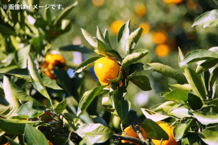 希少！最高峰曽保みかん（約10kg）フルーツ ふるーつ 果物 くだもの 三豊市【配送不可地域：北海道・沖縄県・離島】_M102-0012