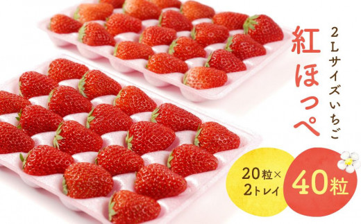 
                  2Lサイズ　 静岡いちご「紅ほっぺ」40粒　総重量約600ｇ　【20粒（約300ｇ）×2トレイ】 数量限定　人気　リピート多数
                
