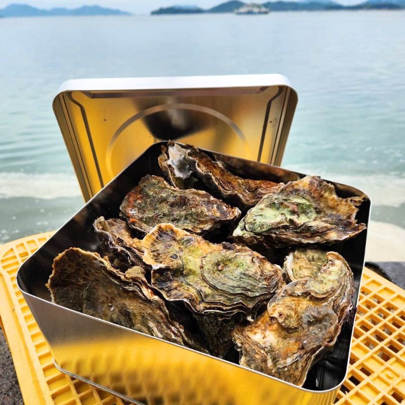 広島　安芸津産　殻付き牡蠣　カンカン焼き　約15～20個【配送不可：離島】
