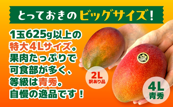秀品 菊池マンゴー2玉 各625g以上 4Lサイズ