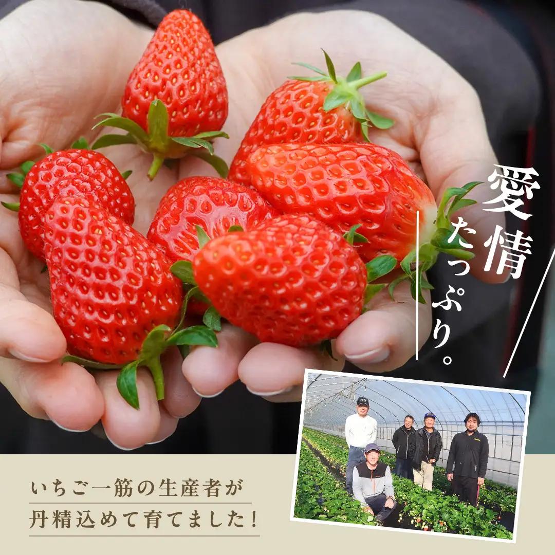 《 2027年 収穫分 》全2回 定期便 完熟 いちご 2パック × 2回 合計 4パック KEK 国産 かおり野 とちおとめ やよいひめ 国産 いちご イチゴ 苺 くだもの 果物 フルーツ 冬 春 