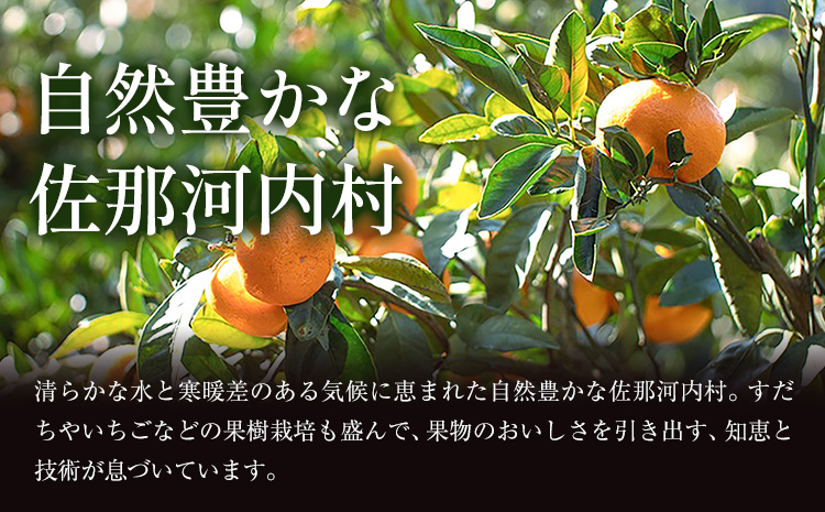 【先行予約】蔵出し熟成みかん『極』 2箱 《2月中旬-2月末頃出荷予定》みかん ミカン 蜜柑 mikan 貯蔵 温州 うんしゅう 晩成 柑橘 佐那河内 さなごうち 徳島県 箱入り 化粧箱 S M L 