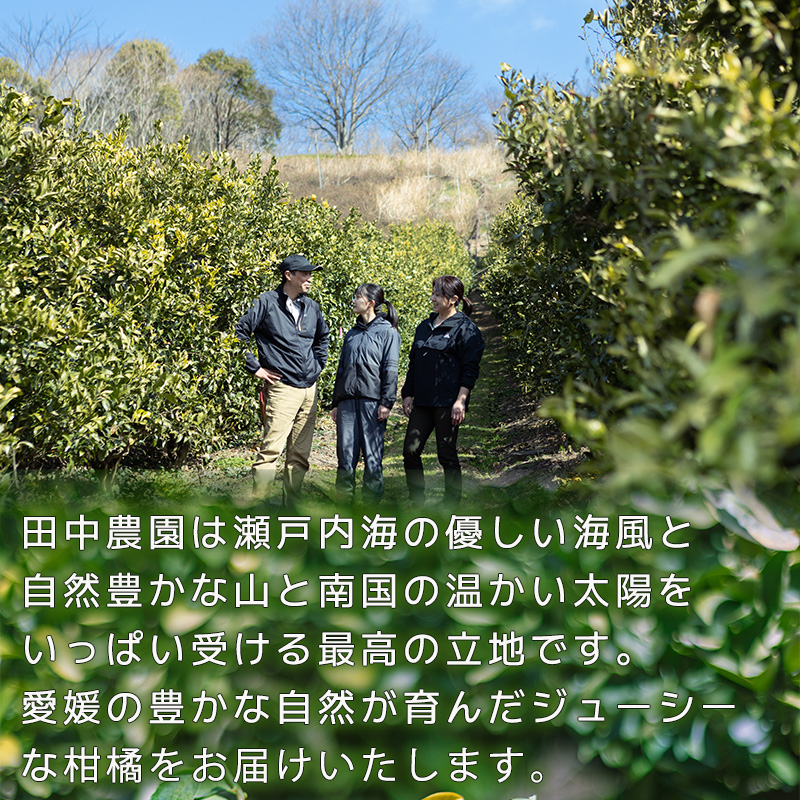 【2027年2月下旬頃から順次発送】みかん 不知火 しらぬい 約3kg  訳ありでこぽん と同品種  愛媛県産