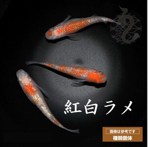 メダカ「紅白ラメ（Aクラス）」1ペア