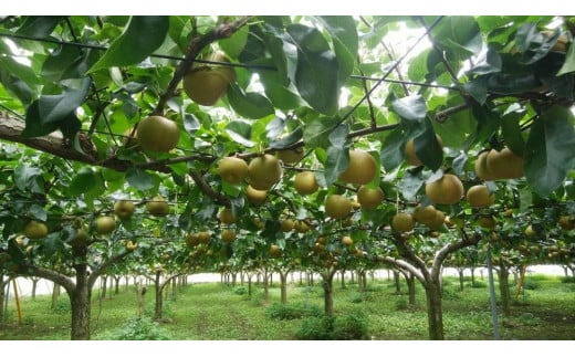 【先行受付】≪8～9月発送≫深澤果樹園さんの梨ギフト（幸水）5kg　