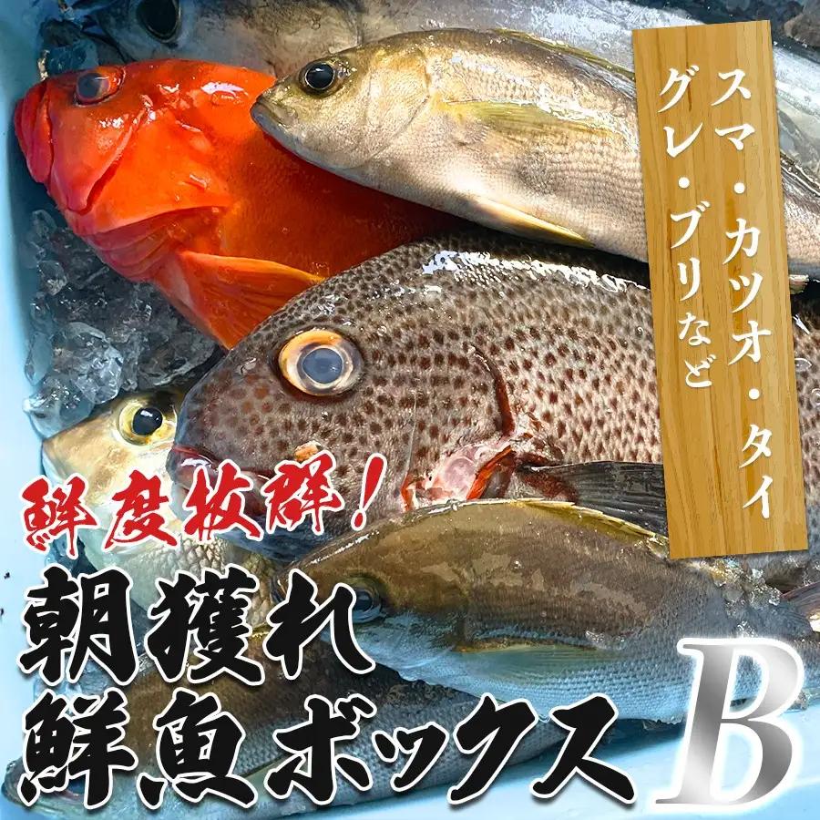 鮮度抜群！朝獲れ鮮魚ボックスB