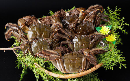 【先行予約】清流鏡川産ツガニ 〈2025年9月から発送〉【土佐の廣丸】 [ATAL002]