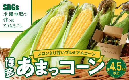 【先行予約】農家直送！SDGs米糠堆肥で作った博多あまっコーン4.5キロ以上（10～15本）【2025年6月より順次出荷】_先行予約 2025年6月より順次出荷 農家直送 とうもろこし 博多あまっコーン 約 4.5kg 以上 10本 ? 15本 プレミアムコーン 粒が大きい 食べ応え 美味しい 糖度 野菜 酒見農産 お取り寄せ 福岡県 久留米市 送料無料_Gv035