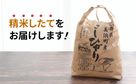 定期便 ≪3ヶ月連続お届け≫ 米 令和5年産 ⾧谷川農園の コシヒカリ 白米 5kg × 3回 (計15kg) 【お米 こしひかり 5キロ 精米 ブランド米 ふるさと納税米 産地直送】 [m22-b0