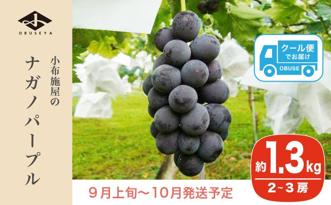 
             ナガノパープル 約1.3kg 2～3房 ［小布施屋］ 果物 フルーツ ぶどう 葡萄 令和7年産【2025年9月上旬～10月発送発送】 ［B-5］
          