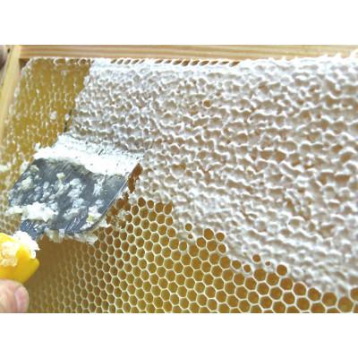 ふるさと納税 富良野市 ふらのジャム園　ピュアな味わい 黄金色のアカシアはちみつ　1瓶 |  | 02