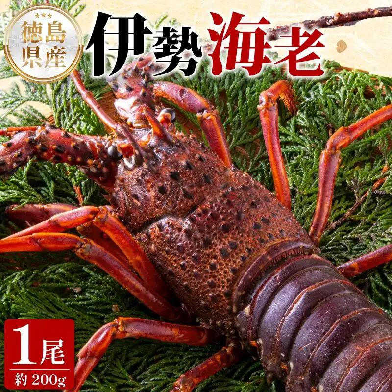 伊勢海老 200g 1尾 伊勢海老