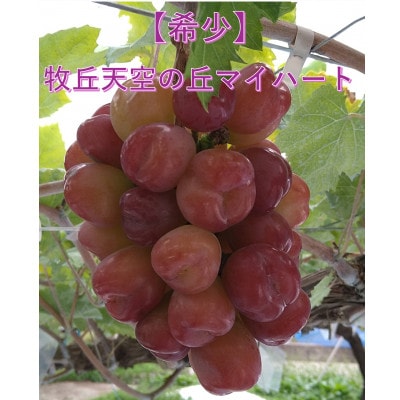 【2026年発送】10月中旬より発送「牧丘天空の丘マイハート」約1kg(2～3房)【配送不可地域：離島】