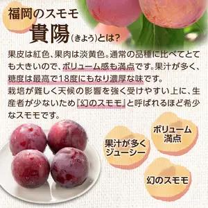 【先行受付】＜福岡のスモモ＞貴陽 1.2kg|JAふくおか八女| すもも すもも フルーツ 産地直送 高糖度 糖度18度 美味しい 濃厚 甘酸っぱい 旬 先行予約 数量限定 期間限定 クール便 冷蔵配