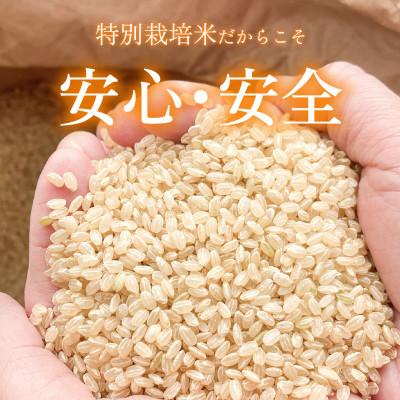 ふるさと納税 小浜市 令和7年産新米特別栽培米　こしひかり玄米　20kg |  | 02