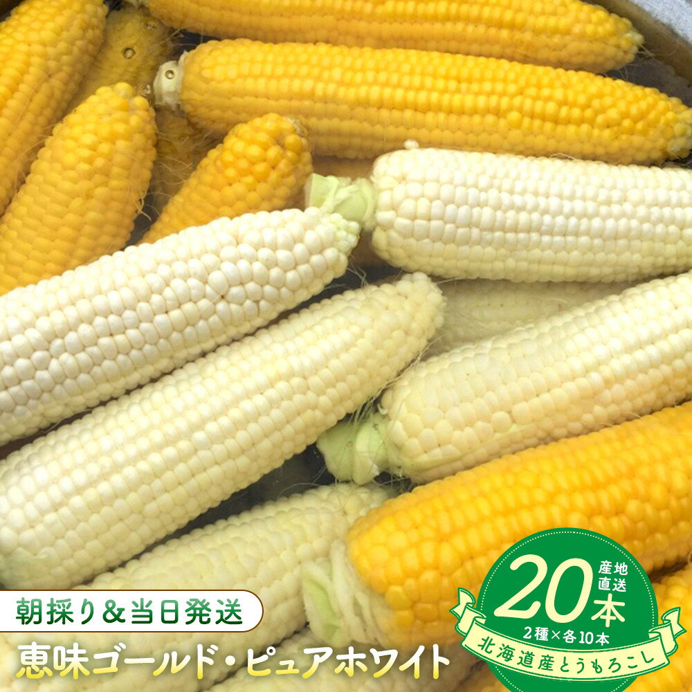 【ふるさと納税】【2026年8月中旬発送開始】北海道産とうもろこし（恵味ゴールド10本・ピュアホワイト10本セット） | 野菜 やさい 食品 人気 おすすめ 送料無料