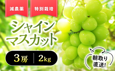 【✩先行予約✩2024年/令和6年発送分】『特別栽培』自然塾夏のシャインマスカット　2㎏　[山梨 シャインマスカット]　人気　おすすめ　国産　贈答　ギフト　お取り寄せ　山梨県産　産地直送　フルーツ　果